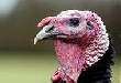 На Урале построят израильский мясокомбинат