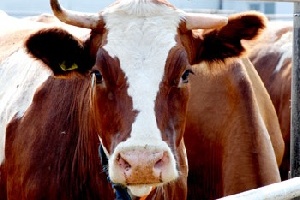 В Новосибирской области сельхозпроизводители увеличили поголовье коров
