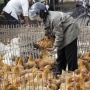 Птичий грипп выявлен во Вьетнаме