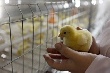 Среднеуральские птичники могут остаться государственными