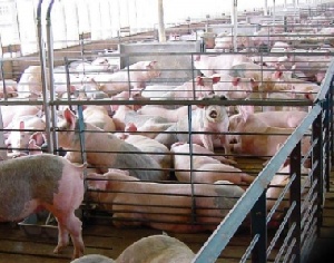 Крупный производитель свинины построил свинокомплекс в Ивано-Франковской области