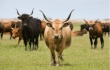 Великобритания: Агрессивные коровы покушались на фермеров