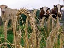 Фермеры Грузии требуют, чтобы банки упростили получение займов