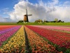 Нидерланды объявлены страной-партнером агропромышленной выставки "Золотая осень"