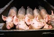 Первую продукцию свинокомплекс «Восточно-Сибирский» выпустит в сентябре 2013 года