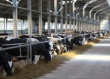 Строители животноводческих комплексов Украины получат компенсации