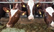 В двух районах Ростовской области у коров обнаружен бруцеллез