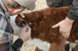 В Хабаровске началась вакцинация животных