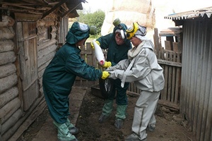 Под Красноярском уничтожат более 1,5 тысячи свиней из-за вспышки АЧС Под Красноярском уничтожат более 1,5 тысячи свиней из-за вспышки АЧС
