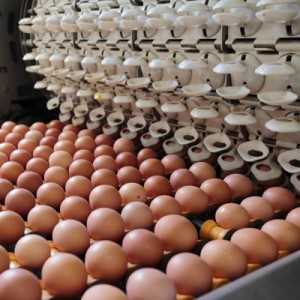Россия обеспечена куриным мясом и яйцами на год вперед Россия обеспечена куриным мясом и яйцами на год вперед