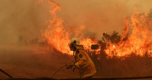 Австралия: пожары на фермах уничтожили более 100 тысяч голов скота