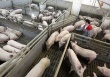 Высокие цены на свинину помогают группе «Черкизово» показывать выдающиеся результаты. Этот год может стать лучшим в ее истории