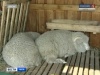 Сибирско-Дальневосточная выставка племенных овец и коз пройдет в июне