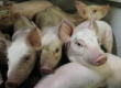 Минсельхоз озвучил прогноз развития животноводства в 2019 году. Производство свиней на убой увеличится на 4%, птицы — на 0,7%