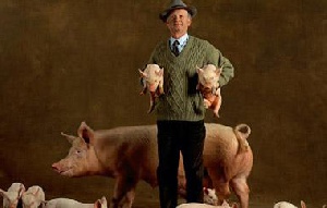 Датский исследовательский центр свиноводства проинформировал о стратегическом плане по мерам борьбы с распространением MRSA