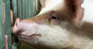 ГК «АгроПромкомплектация» совершенствует поголовье свиней в Курской области