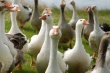  В Германии из-за вспышки птичьего гриппа отбракуют почти 9 тыс. гусей 