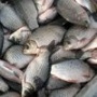Белгородская агрофирма «Герцевская» попросила у области госгарантий на 52 млн рублей для запуска проекта по производству рыбы