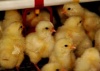 Немецкие цыплята в Челябинской области