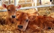Ввоз крупного рогатого скота из Дании на Украину разрешен при условии проверки хозяйств-поставщиков