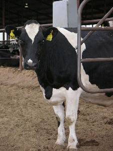 В 2020 году увеличилось производство продукции животноводства