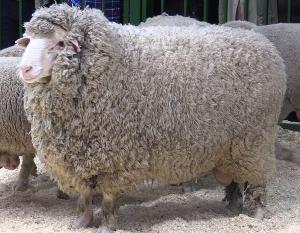 В Ставрополье выведены две новые породы овец, высоко продуктивные по шерсти и мясу