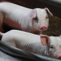 После критики торговый гигант Британии Tesco объявил о помощи свиноводам