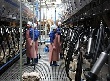 В Карачаево-Черкесии растет производство мяса и молока
