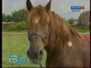 Награды лучшим коровам и овцам Удмуртии раздали в Ижевске