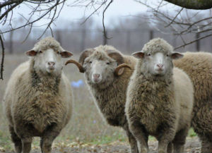 На Ставрополье пресечена попытка незаконного перевоза крупной партии овец