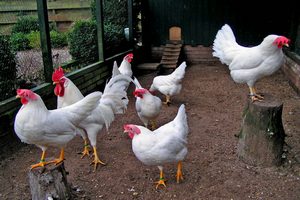  В ЮАР из-за птичьего гриппа могут вырасти цены на кур