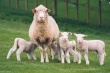 Животноводы Кабардино-Балкарии намерены увеличить поголовье овец