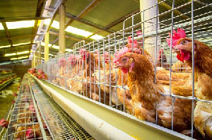 Руководство «Челны-бройлер» исключает заражение продукции сальмонеллой на предприятии