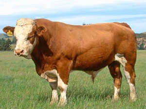 Быки у нас что надо! Южноуральские аграрии отправились на выставку в Москву