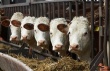 На Ставрополье фермеры разводили скот зараженный бруцеллезом