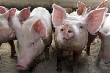 В Волгоградской области уничтожается свиноводство
