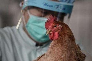 В Китае зарегистрирована эпидемия птичьего гриппа