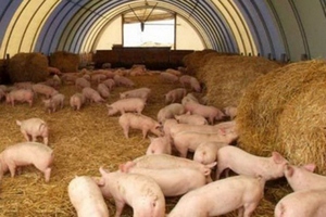 Свинокомплексы на 100 тыс. и 24 тыс. голов планируется запустить в Минской области в 2017 году