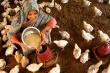 Пакистан: Птицеводческий сектор расправил крылья