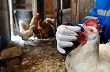 ВТО лишила свердловские птицефабрики будущего