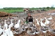 Выпускник Новгородского сельхозинститута добился крупных успехов в птицеводстве Выпускник Новгородского сельхозинститута добился крупных успехов в птицеводстве