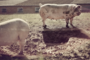 Независимые эксперты нашли серьезные нарушения в документации на строительство крупного свинокомплекса в Минской области