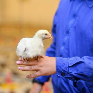 Птицефабрику и свинокомплекс омской компании «Оша» купил самарский бизнесмен Шаповалов