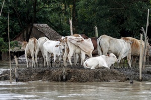 Более 250 тыс. голов домашнего скота погибло во время наводнения в Мьянме