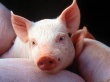 Кубанское свиноводство восстанавливается после вспышек АЧС