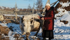 Власти Якутии пытаются сохранить поголовье якутской аборигенной коровы