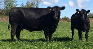 Безымянная корова породы черный ангус ушла с аукциона за $140 тысяч