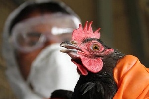 Во Франции началась вспышка птичьего гриппа