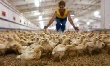 Краснодарский край приватизирует птицефабрику «Тбилисская»