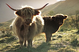 Шотландский рынок говядины под давлением